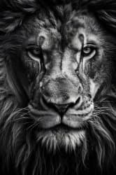 A lion doesn’t concern himseld