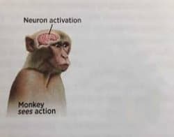 Neuron activation
